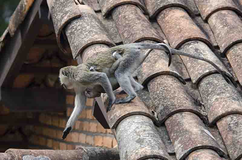 Mono Verde - Gisakura Guest House - parque nacional de Nyungwe - Ruanda 8.jpg